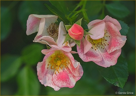 Pretty in Pink and White