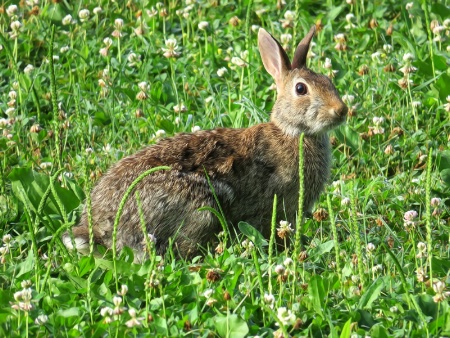 Bunny In Clover