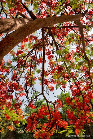 Royal Poinciana 