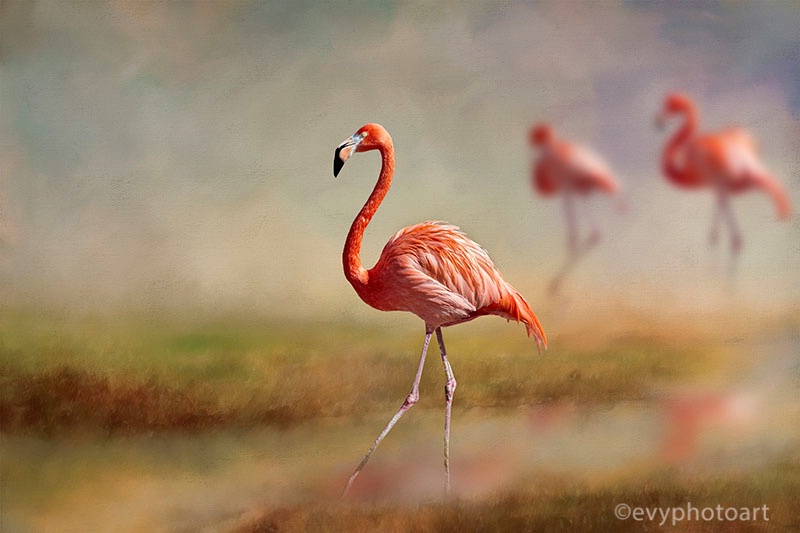 Flamingos