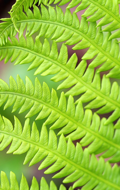 Fern Patterns