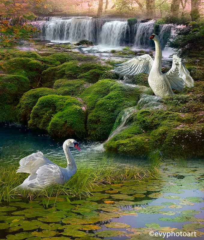 Pair of Swans