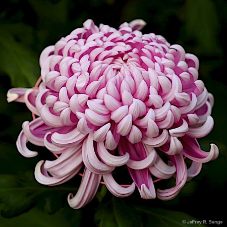 "Chrysanthemum #5"