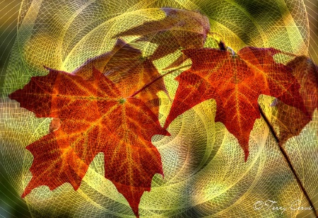 Swirling Leaves