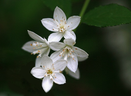 Heavenly Flower