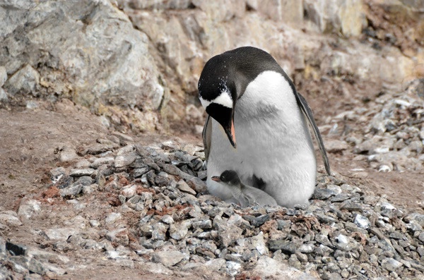 Penguin Chick