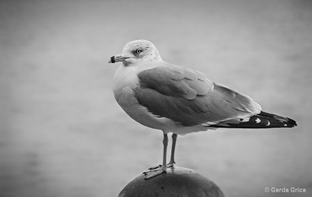 Gull on Globe