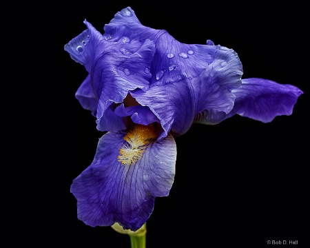 Bearded Iris Three