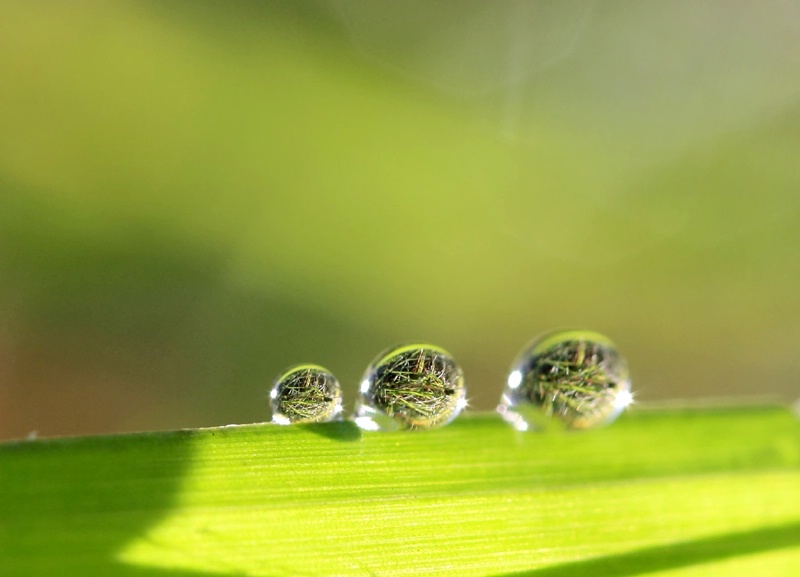 Grass Reflections