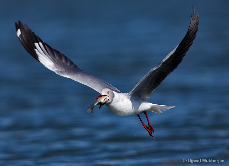 A Seagull in Lake Naivasha