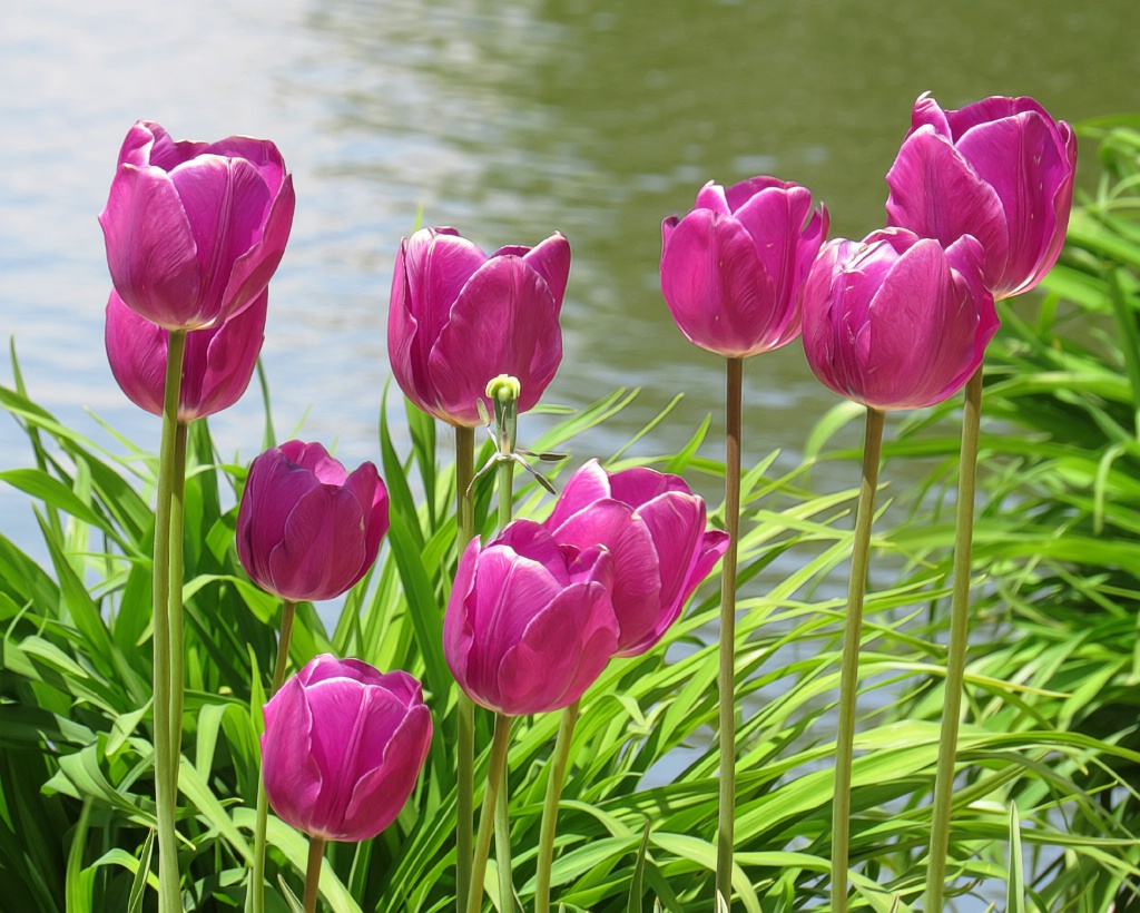 Purple Tulips