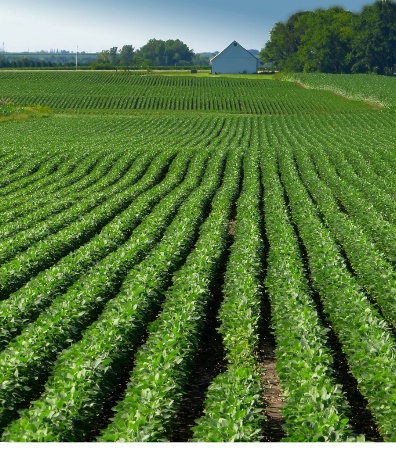 Iowa Bean Field