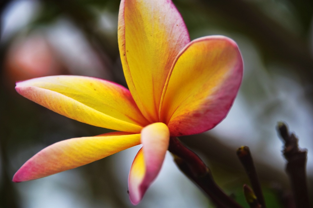 CLOSE UP OF A FLOWER