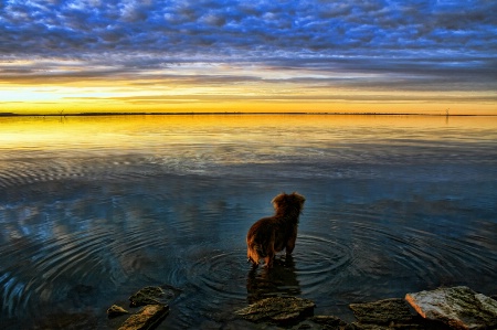 Red Dog Sunset