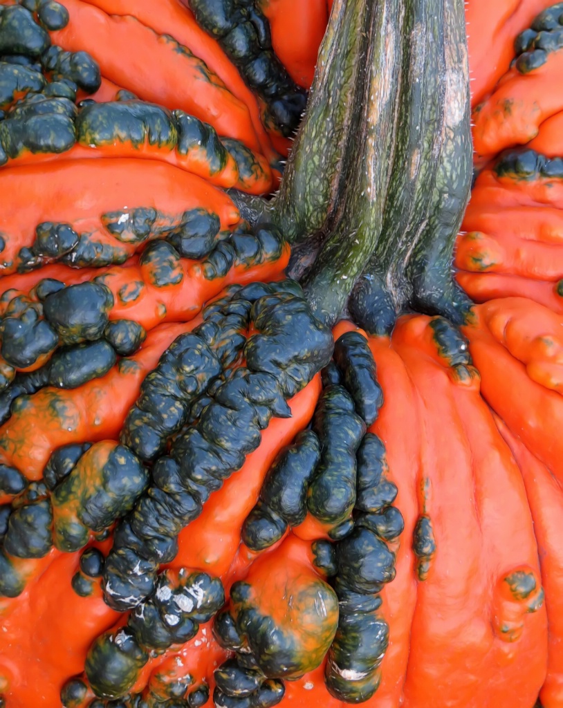 Pimply Pumpkin Closeup