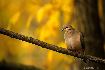 Mourning Dove of Autumn