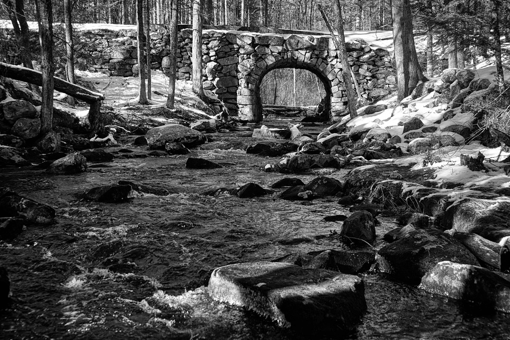 Forest Bridge