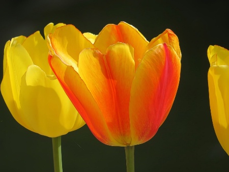 Pretty Tulips