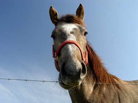 Barbed Wire Is Good For Picking Your Teeth