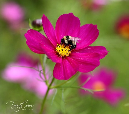 Gathering Pollen