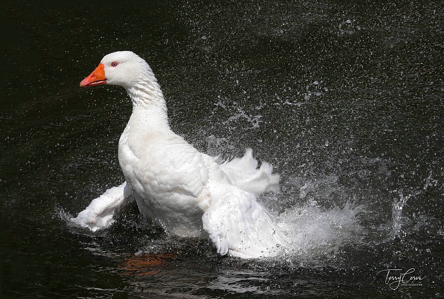 Bath Time 