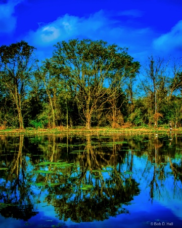 Tree of Life Reflected