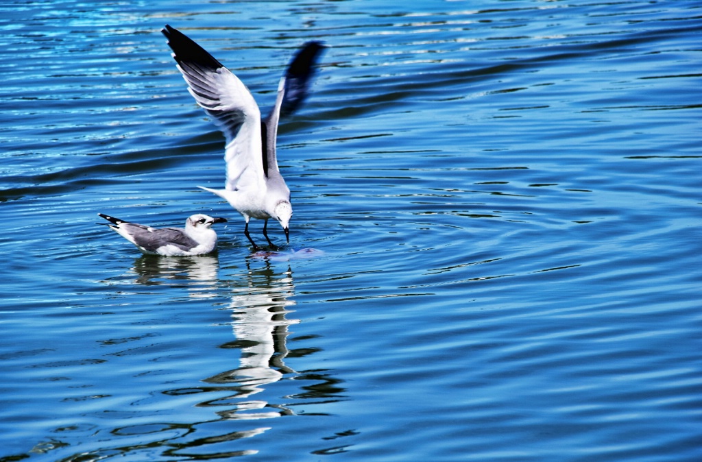 SEAGULLS