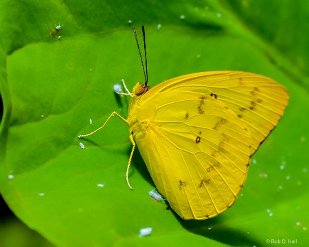 Spreading Eggs