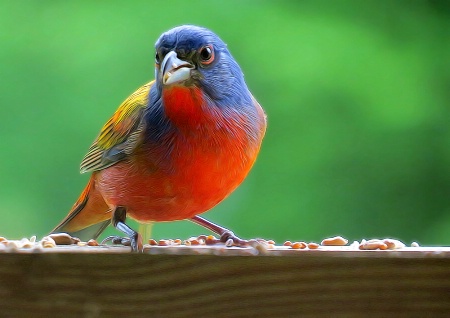 Beautiful Bunting Bird