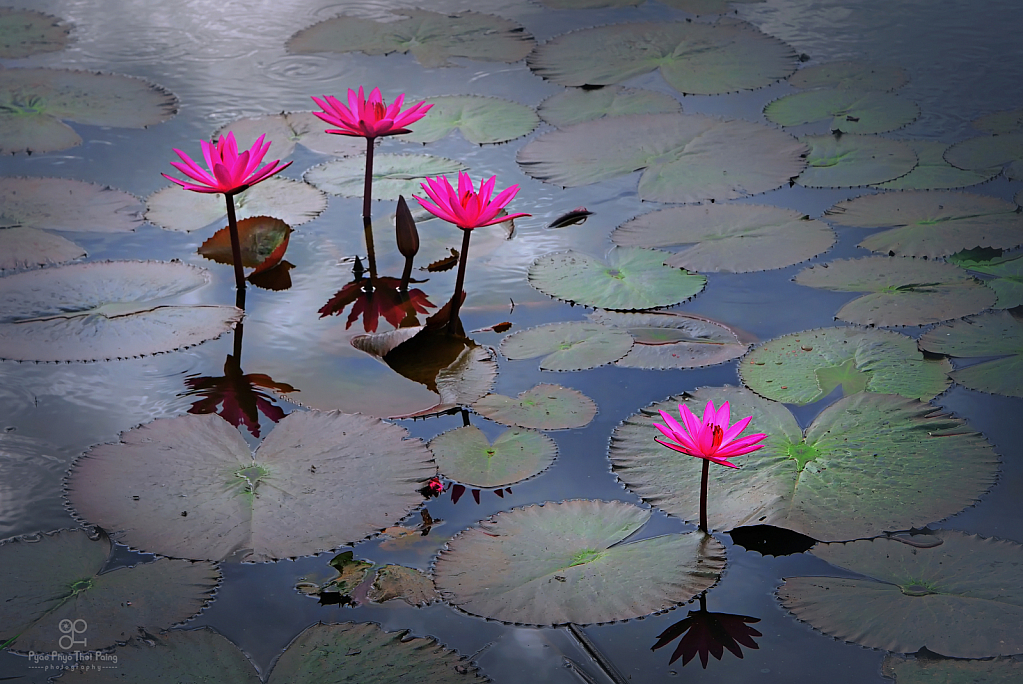 Art of lotus