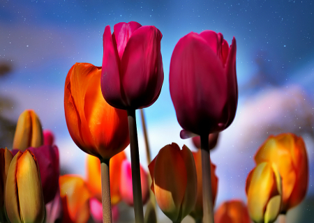 Fantasy Tulips