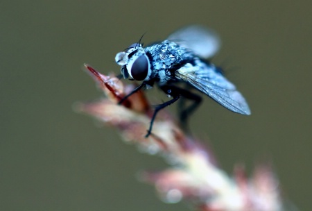 Dewy Fly