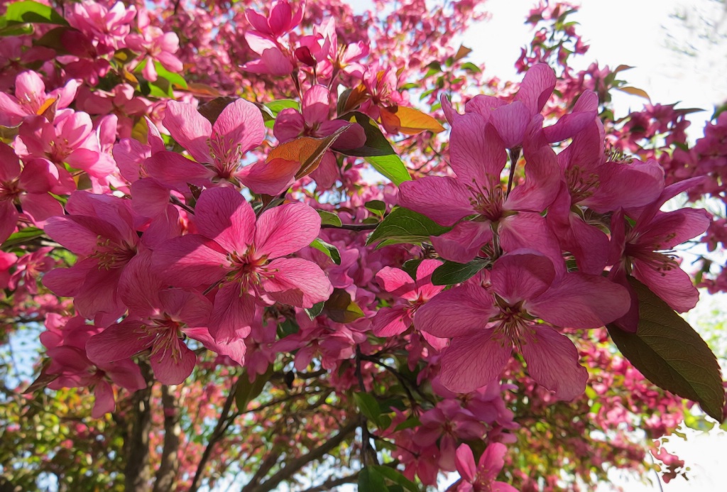 Spring In Iowa