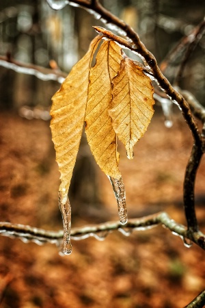 Frozen Trio