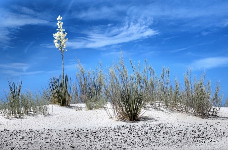 Desert Flower