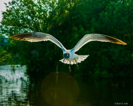 Seagull