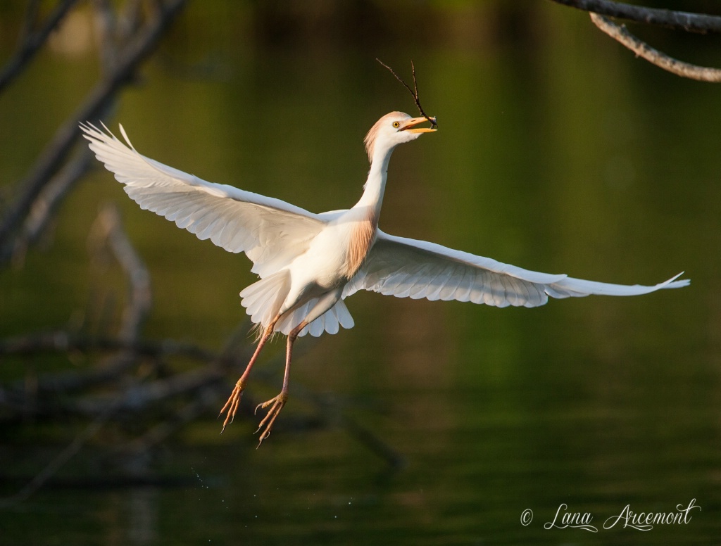 Cattle Egret