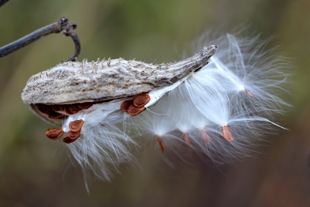 Milkweed In Autumn