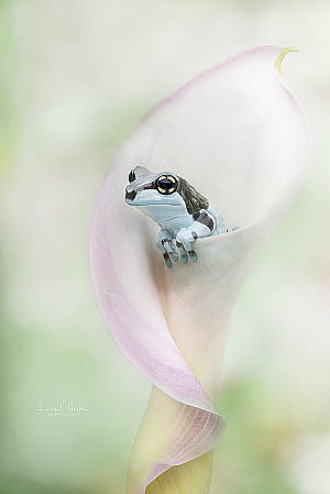 Milk Frog and a Calla Lily