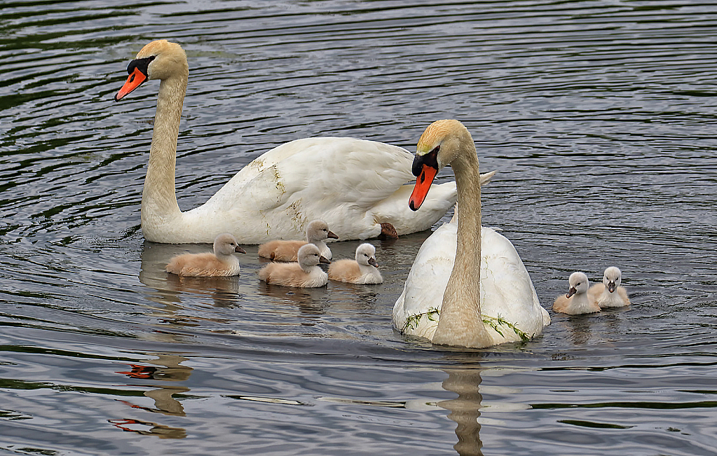 Swan Family