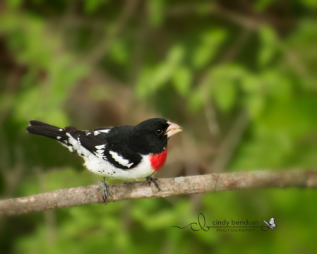 Rose-breasted Grosbeak