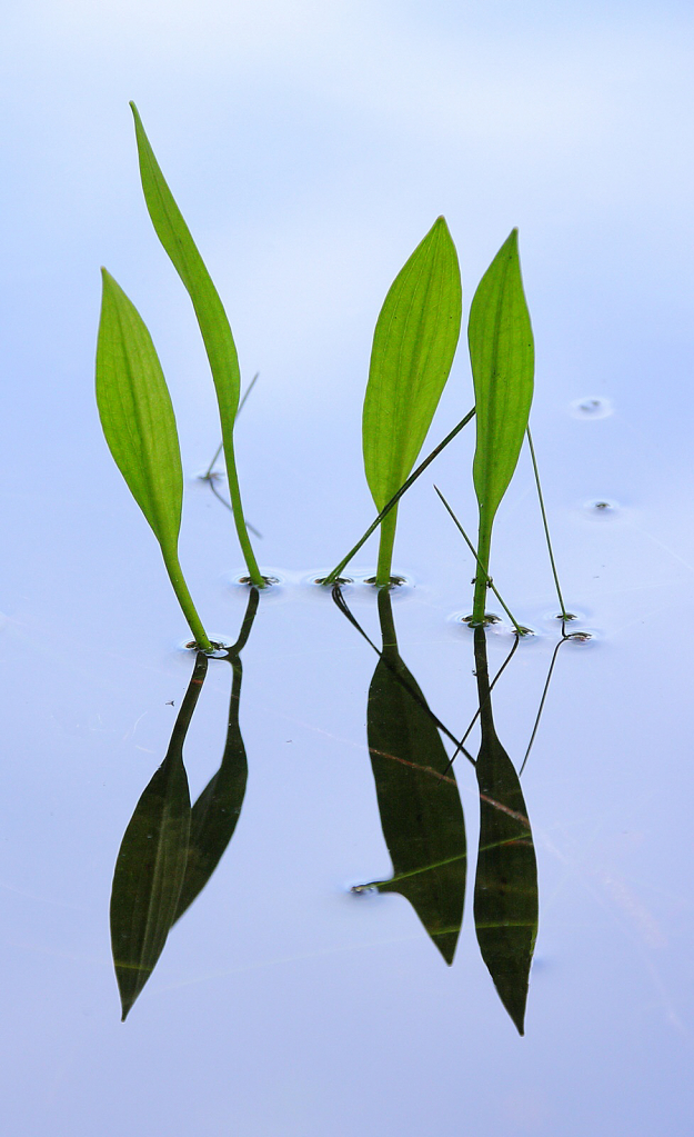 Emerging leaves