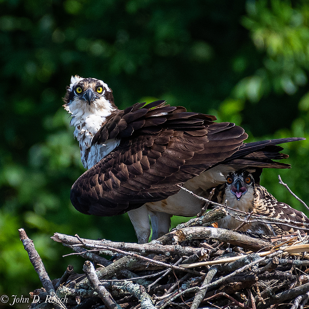 Momma and Fledgling