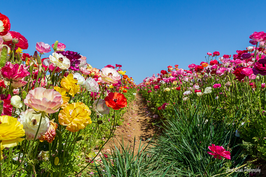 Strolling Down Ranunculus Lane