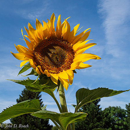 Our Volunteer Sunflower