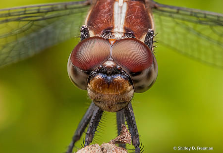 Brown Eyes