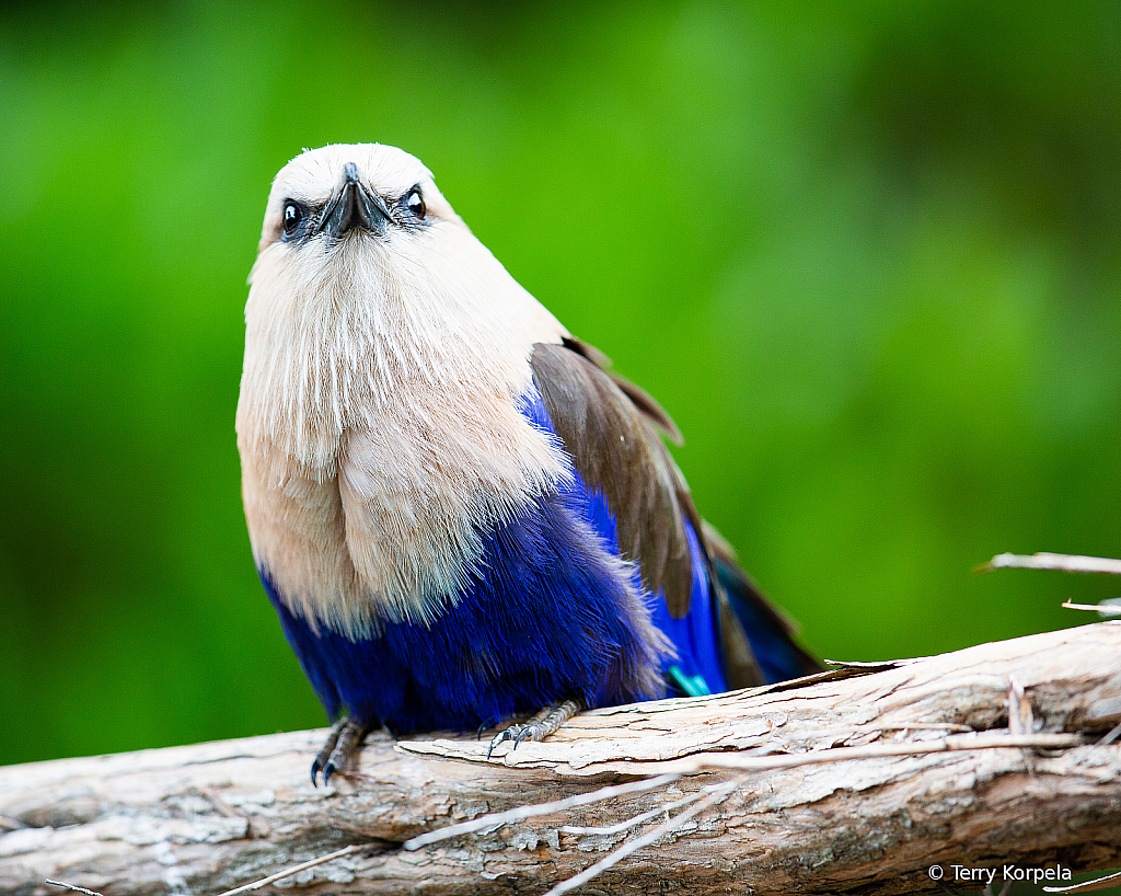 Blue-bellied Roller