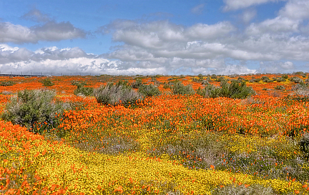 California Poppies