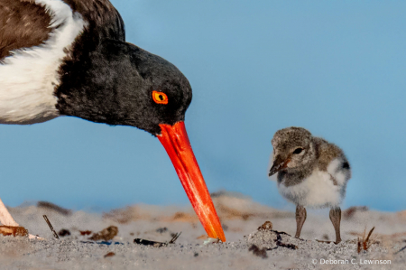 Digging for Clams