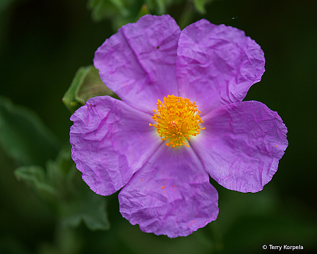 Berkeley Botanical Garden